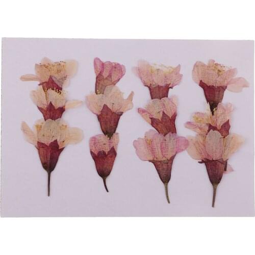 12x Pressed Real Flower Dried Sakura Flowers DIY Phone Case Card Decorations