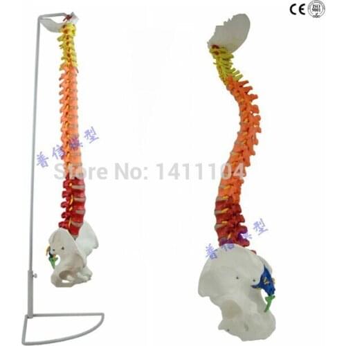 Free shipping&Color spine model, natural size adult spine, lumbar spine model, spinal model, medical teaching