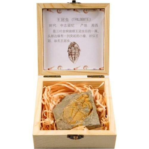 Trilobite Fossil Collection for Science Enthusiasts Biological Study School Teaching Aids
