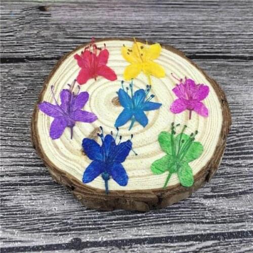 120pcs Pressed Dried Rhododendron Flower Herbarium For Nail Art Face Make UP Epoxy Resin Jewelry Frame Phone Case Craft DIY