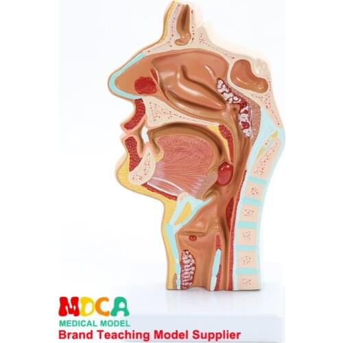 Pathology head anatomy model oral medicine blood vessel nerve nasal cavity throat model medical teaching MBQ002