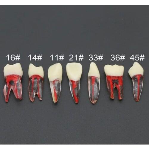 Root Pulp Cavity Model M8007 Dental Teeth Model