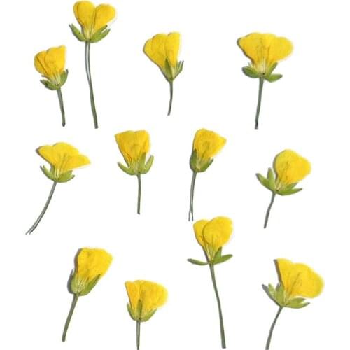 120pcs Side Pressed Dried Yellow Cole Flowers Plant Herbarium For Jewelry Photo Frame Phone Case DIY Making Accessories