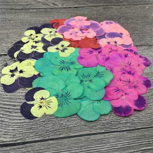 60pcs Pressed Dried Viola Tricolor L. Pansy Flower Plant Herbarium For Jewelry Postcard Bookmark Invatation Card DIY Making