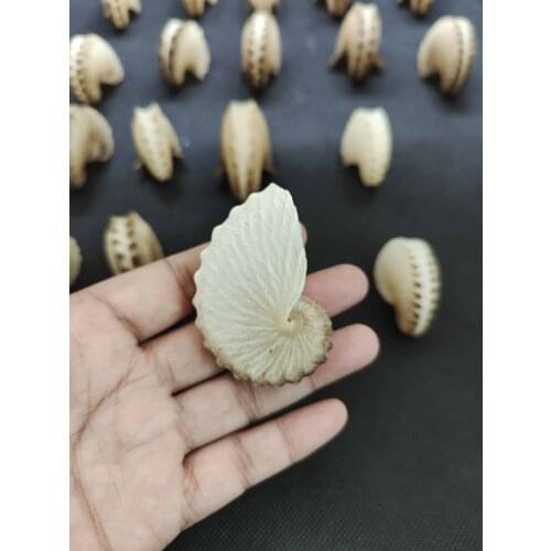 Natural conch shells boat octopus home furnishings collection decoration