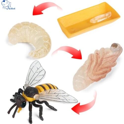 Simulation Animals Wasp Bee Growth Cycle Model Action Figures Figurine Baby Cognition Educational Children Toys Christmas Gifts