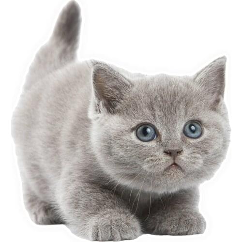 Dawasaru Lovely Cat Car Sticker Sunscreen Cover Scratch Decal Laptop Truck Motorcycle Auto Decoration Decoration PVC,14cm*12cm