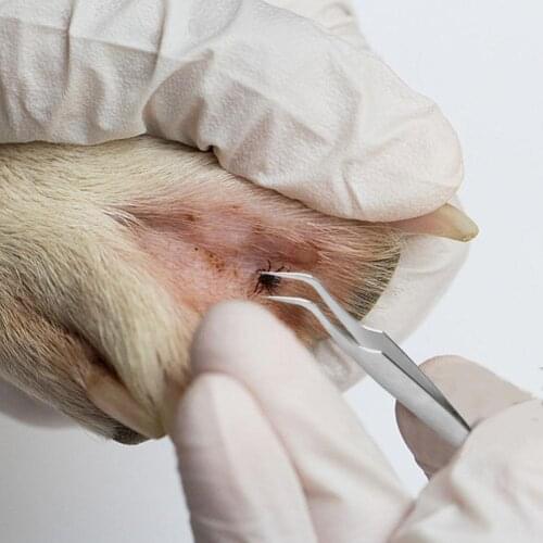 2 In 1 Dog Removal Tick Louse Flea Tweezer Clip Stainless Steel Tick Tweezers Tick Removal Tools For Cat Dog People Pet Supplies