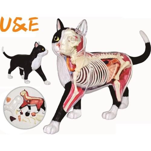 Black and white cat 4d puzzle Assembling toy Animal Biology organ anatomical model medical teaching model