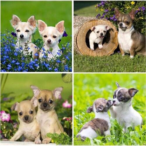 Diy diamond embroidery lovely chihuahua dog diamond painting full square 5d cross stitch mosaic pet picture of rhinestones C580