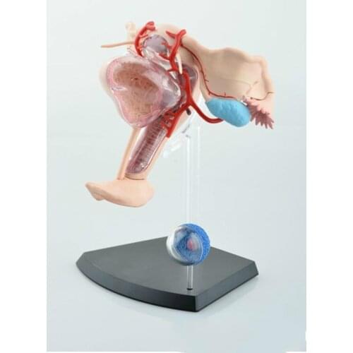 1:1 Assembled Uterus Ovary Anatomical Model 4D Female Uterus Model Biomedical Education Anatomical Assembly Model with 19 Parts