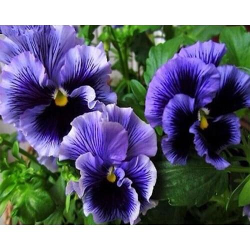 5d diamond embroidery Flower diamond painting Violet for full square/Round rhinestone mosaic cross stitch kits needlework GH215