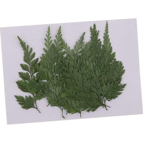 12 Pieces Natural Pressed Dried Flowers Leaves DIY Art Craft Scrapbook Card