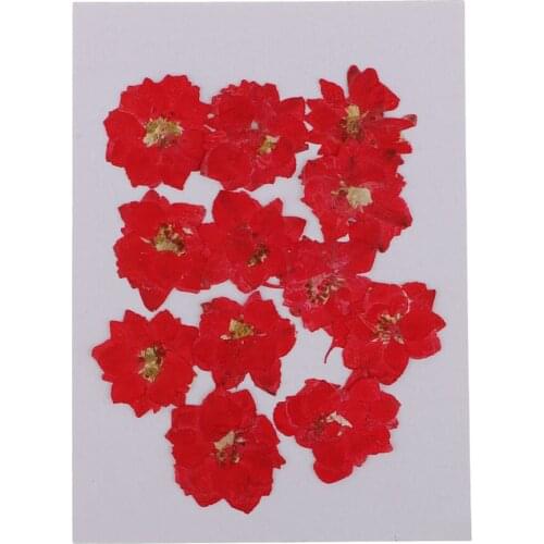 Multi Pressed Real Flower Dried Flowers for Scrapbooking Card Making Phone Decor