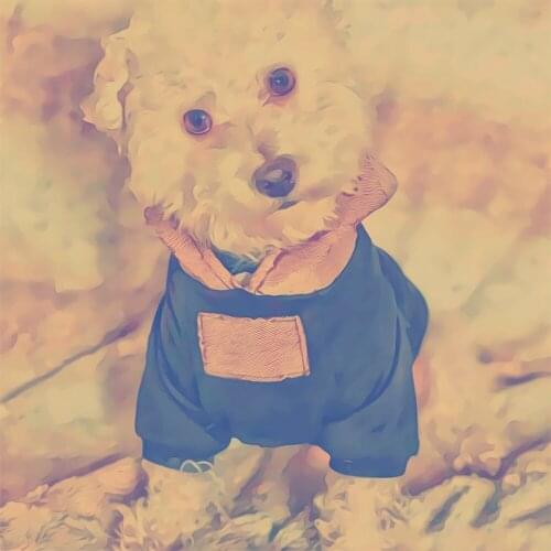 Dog Hoodies for Small Dogs Fashion Letter Print Hoodies for French Bulldog Chihuahua Jacket Pet Costume PC0983