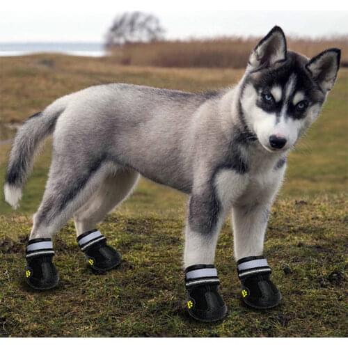 Pecute Shoes For Dogs