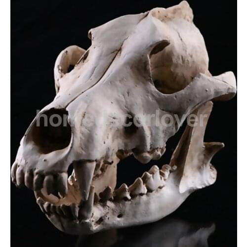 Realistic Jackal Skull Resin Replica Teaching Skeleton Model Aquarium Decor