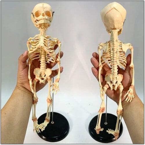 Human baby skeleton model Deformed baby human skeleton demonstration teaching aids Halloween decoration skull small skeleton
