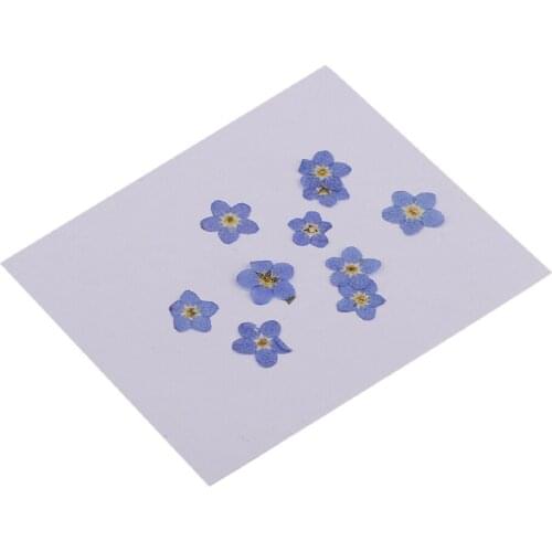50 Pieces Mini Real Dried Flower Forget-me-not for DIY Resin Casting Ornament