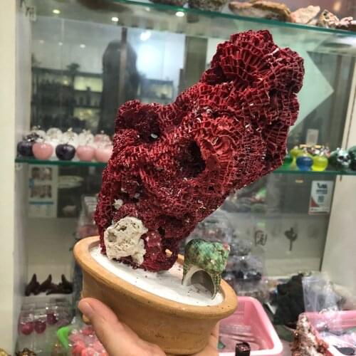 1PC Natural Red Coral Fossil Cluster Crystal Aquarium Landscaping Ornaments Decorationum Reef Specimen Home Decor Gift
