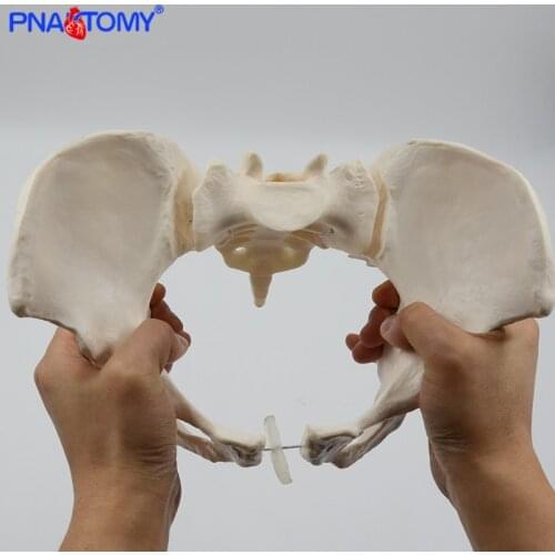 Pelvis Model Human Skeleton Model Specimen Hip Skeleton Anatomy Medical Tool school Used 1:1 Pubis Skeletal Educational