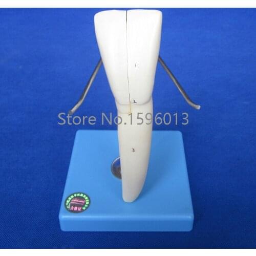 Lower Incisor model, teeth model,dental model