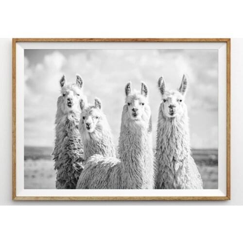 Cute Animals Poster Canvas Painting Black White Alpaca Photography Wall Art Pictures Living Room Nursery Modern Home Decor