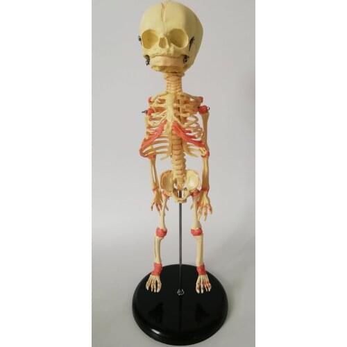 35cm Human New Born One Head Baby Anatomy Skull Skeleton Anatomical Brain Anatomy Education Model Anatomical Study Display Model