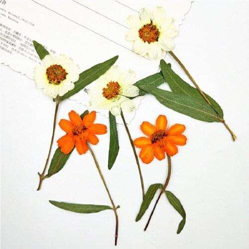 100pcs Pressed Dried Zinnia elegans Jacq Flower Herbarium For Epoxy Resin Jewelry Making Bookmark Face Makeup Nail Art Craft