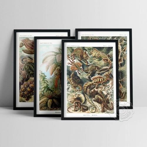 Ernst Haeckel Painting, Fern And Palm Tree Art Canvas Print, Vintage Turtles Biology Poster, Iguana Lizard Biology Wall Picture