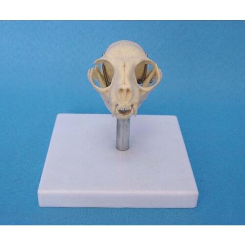1:1 Cat Skull Model Cat Head Bone Skeleton Model Cat Skull Anatomical Medical Teaching Veterinary Anatomy Animal Skeleton Model