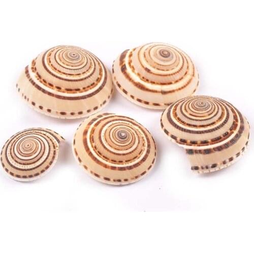 20-35mm 4Pcs Stripe Spiral Natural Shell For Glass Bottle Fish Tank DIY Beach Decoration Seashells Handmade Home Crafts TR0408