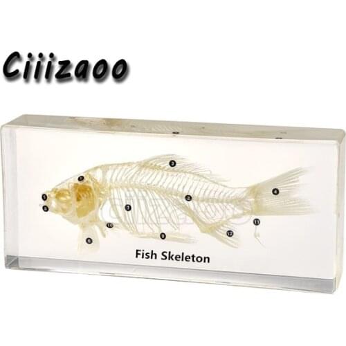 Fish Skeleton Specimen Taxidermy paperweight Collection embedded In Clear Lucite Block Embedding Specimen