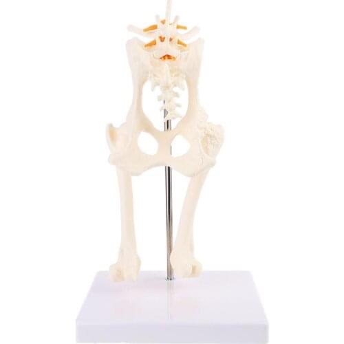 NEW Dog Canine Lumbar Hip Joint with Femur Model Aid Teaching Anatomy Skeleton Display Study