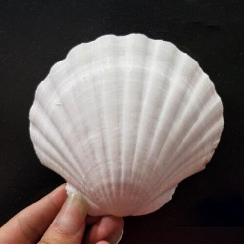 1pcs 9-12cm Natural Shell Big White Scallop Decoration Mediterranean Style Crafts Aquarium Fish Tank Landscape Home Decor