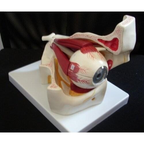 19*18*22cm 3 Times Eyeball with Orbital Eye 3X Enlargement Model 10 Parts Anatomical Model Eyeball Optic Nerve and Muscles