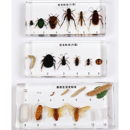 Kindergarten Teaching aids Insect Development Resin Specimen Snake Bee Locust Plant Germination Growth Process