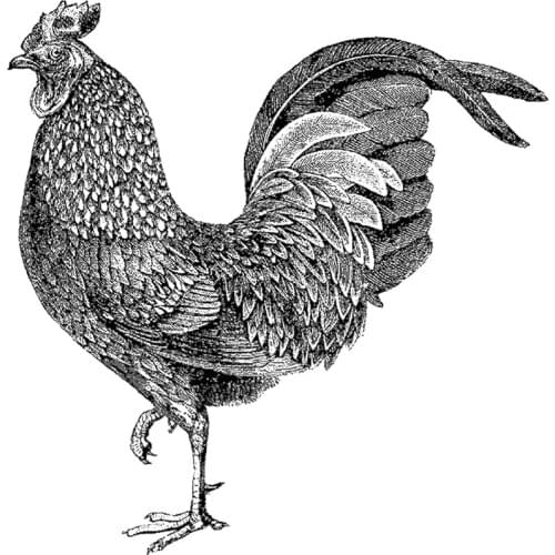 2021 New Retro Bird Animals Chickens Transparent Clear Stamps For Craft Making Scrapbooking Greeting Card No Metal Cutting Dies