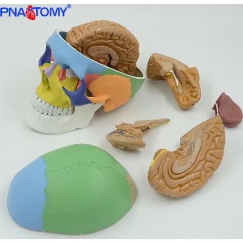 Colored Human Adult Skull Model with Detachable Brain Model Anatomical Life Size 1:1 Skeleton Teaching Cranial Nerve Branch Tool