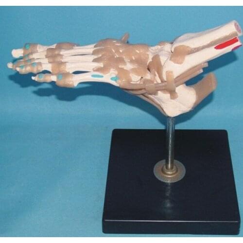 1:1 human Foot joint Bone ligament Muscle Coloring model Medical teaching model free shipping