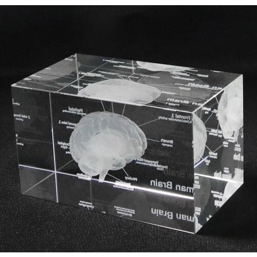 3D Human Anatomical Model Paperweight Laser Etched Brain Crystal Glass Cube Anatomy Mind Neurology Thinking Medical Science Gift