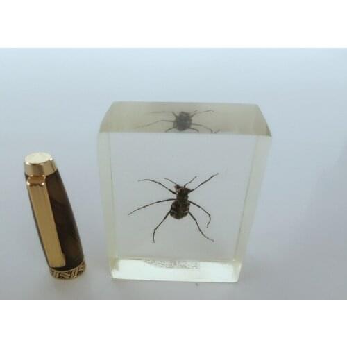 Transparent Resin Animal Specimen Insect Anatomy Specimen Real Insect Embedded Specimen Anatomy Teaching Aids Resin Handicraft