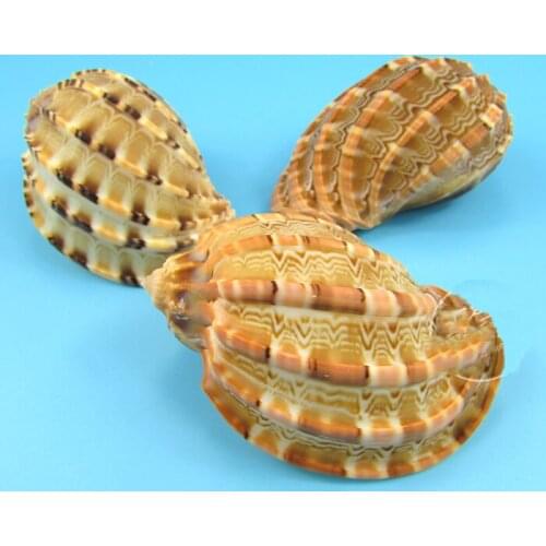 Aqumotic 2pcs Natural Conch Shell Snail Carambola Hermit Crab Shellfish Special Shells Fish Tank Landscaping Ornaments Seabed