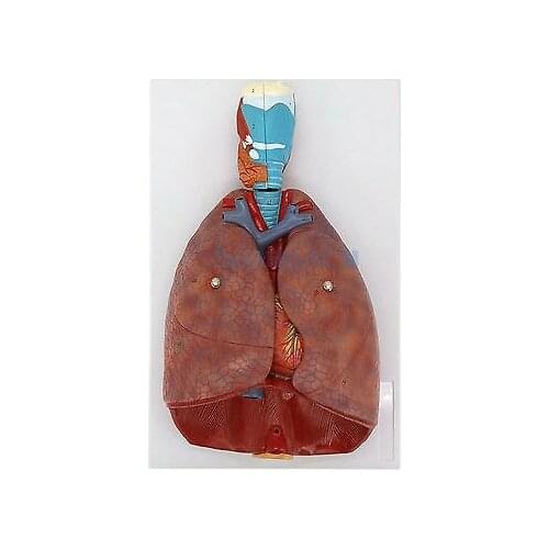 Human Respiratory System Model 7 parts Larynx Lungs Heart Natural Life Size Three Dimensional