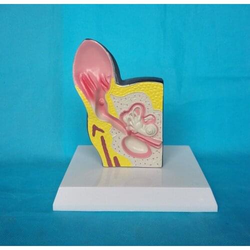 Free Shipping 1:1 Life Sized Veterinary Dog Ear Anatomical Model