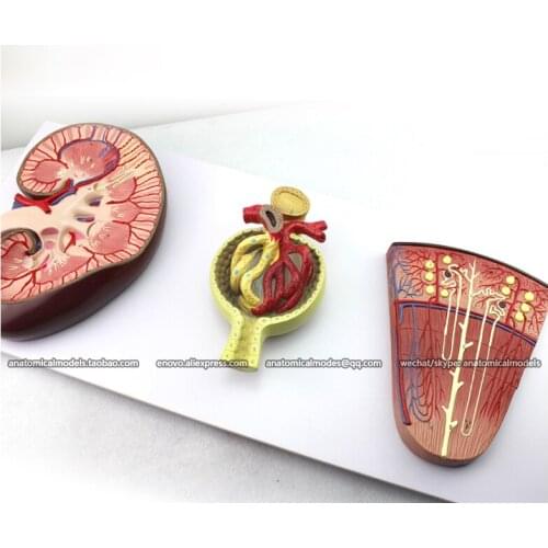 CMAM/12435 Kidney/nephron/glomerulus, Genitourinary Medical Teaching Anatomical Model