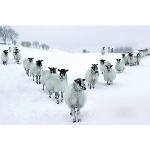 White Sheep in a Snow Covered Field Art print Silk poster Home Wall Decor