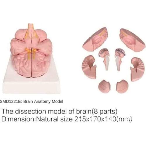 Smd1221e brain anatomical model (8 parts)
