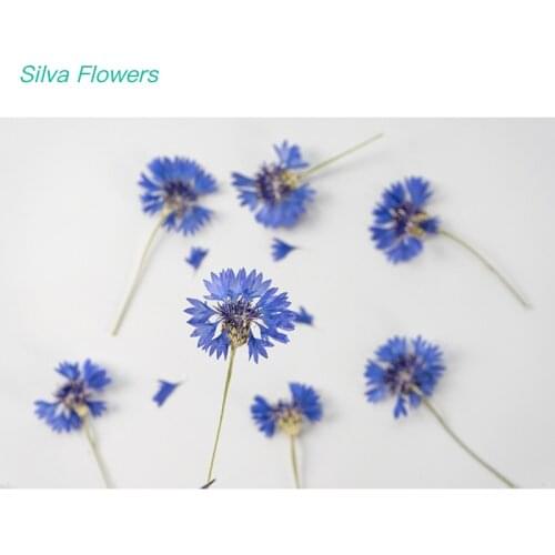 Cornflower With Branch Flower Real Flower DIY Candle Making Plant Specimen Dry FLOWER Bookmark Face Decoration Dry Flower