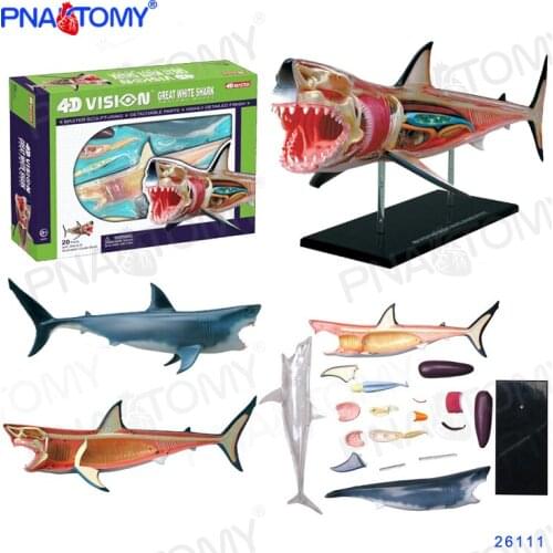4D MASTER Great White Shark Model Aquarium Demonstration Marine Organism Sea Animal Anatomical Toys Children Shark Toy